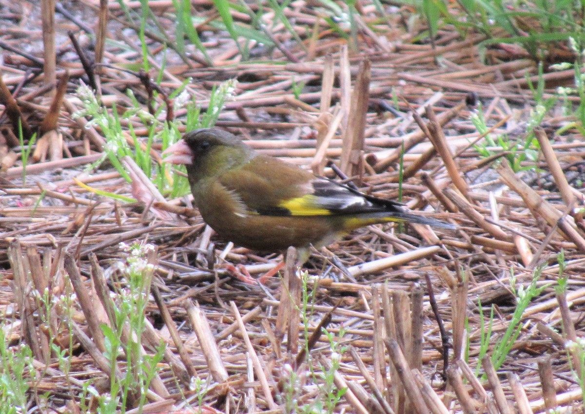 Oriental Greenfinch - ML104893731