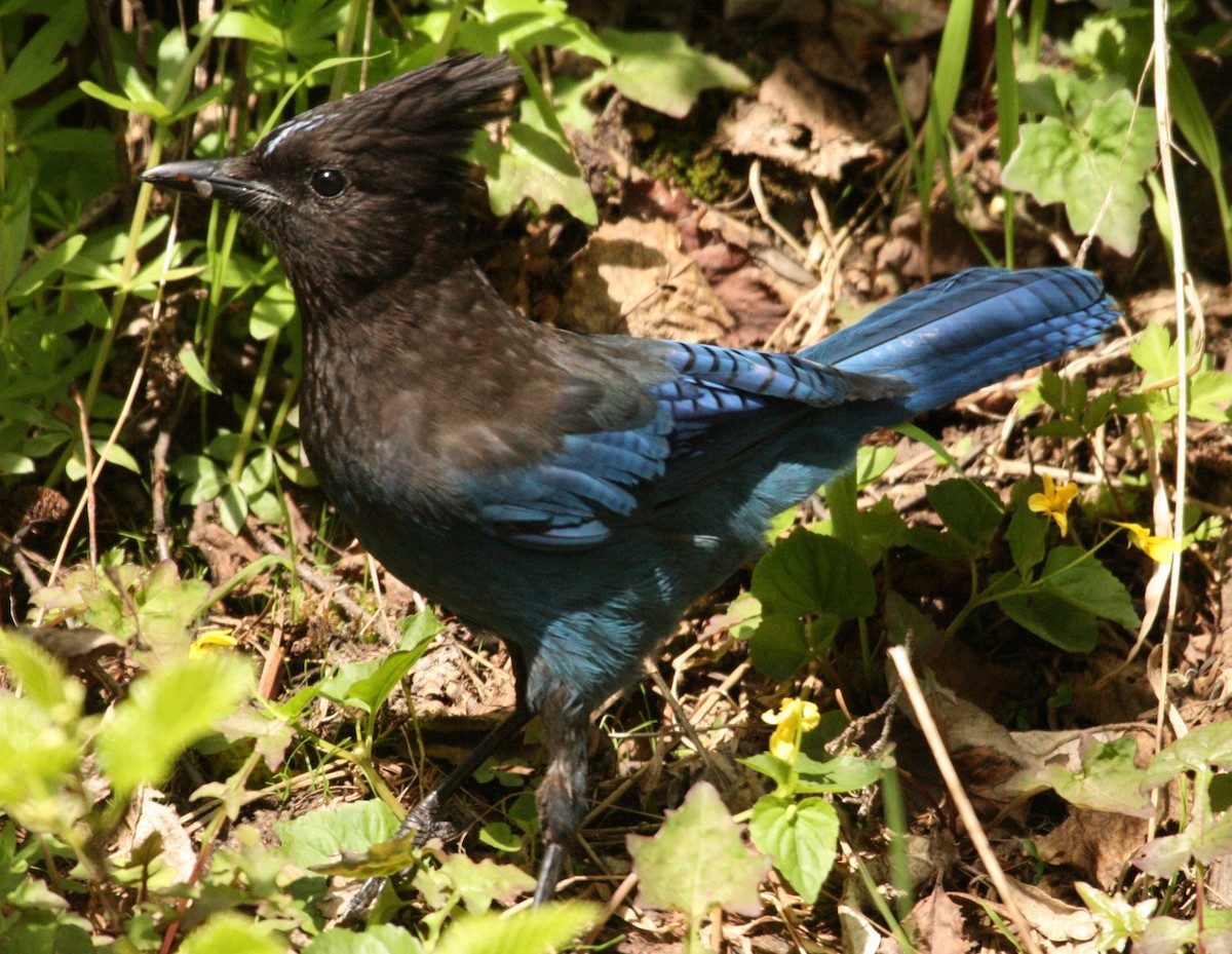 Steller's Jay - ML104893741