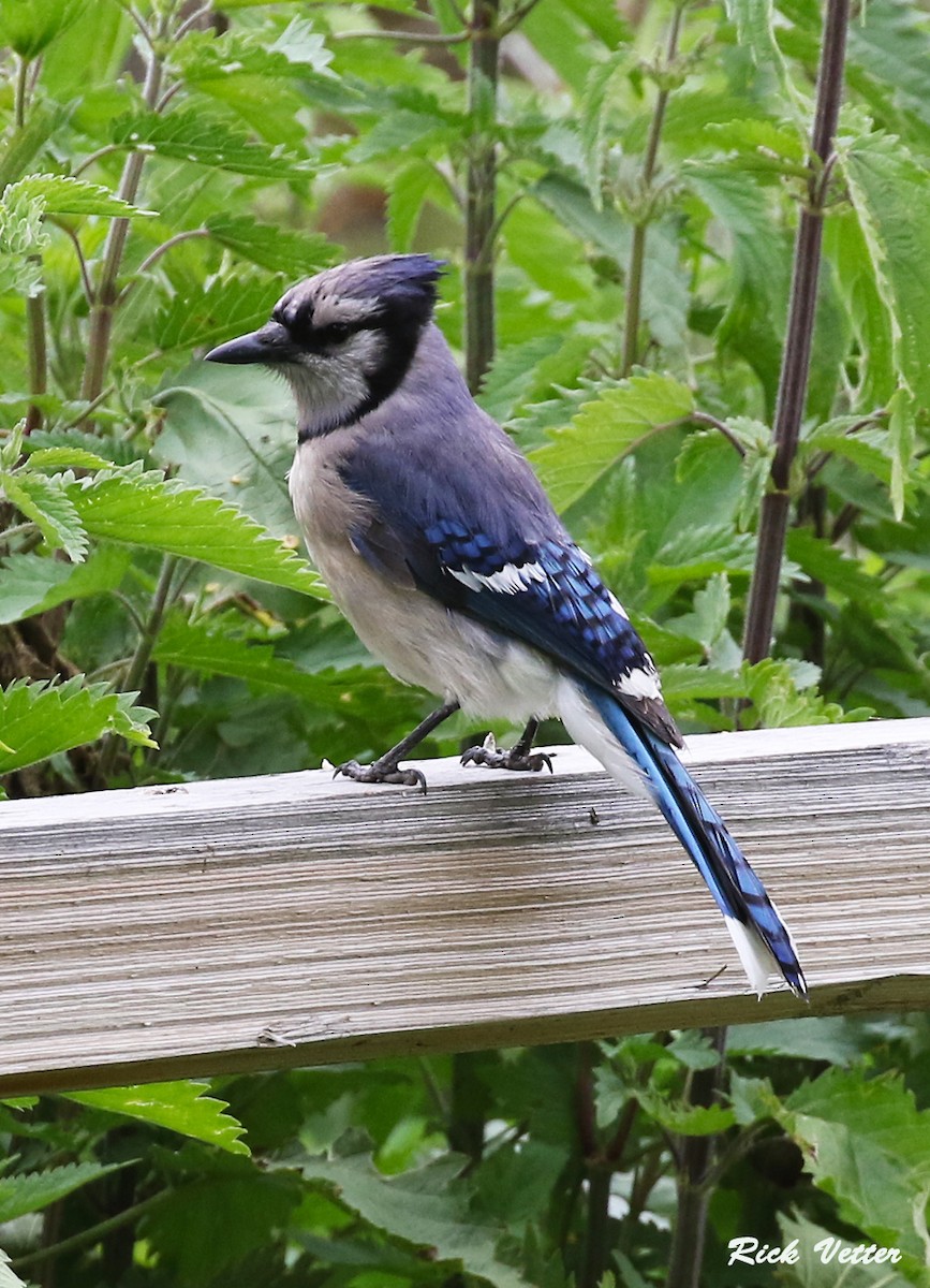 Blue Jay - ML104893791