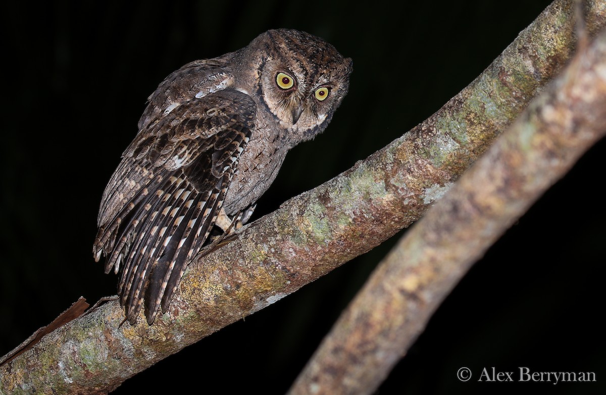 Mantanani Scops-Owl - Alex Berryman