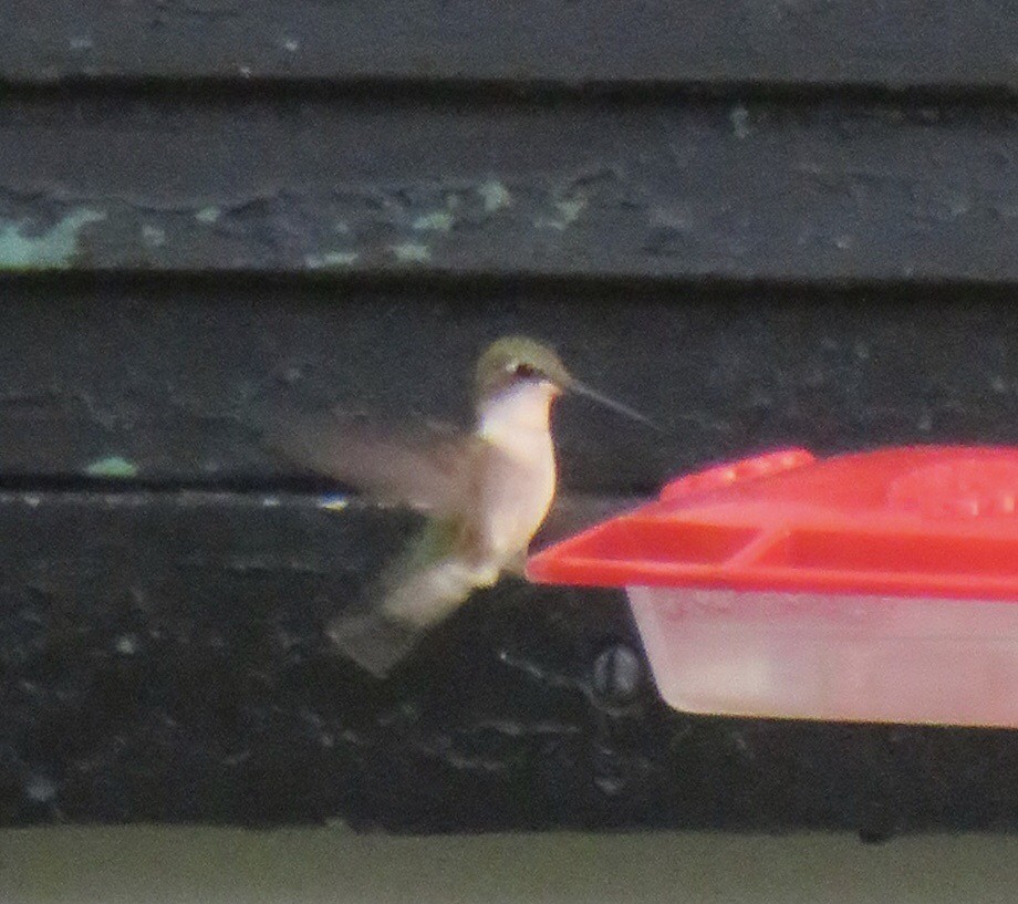Ruby-throated Hummingbird - ML104897561
