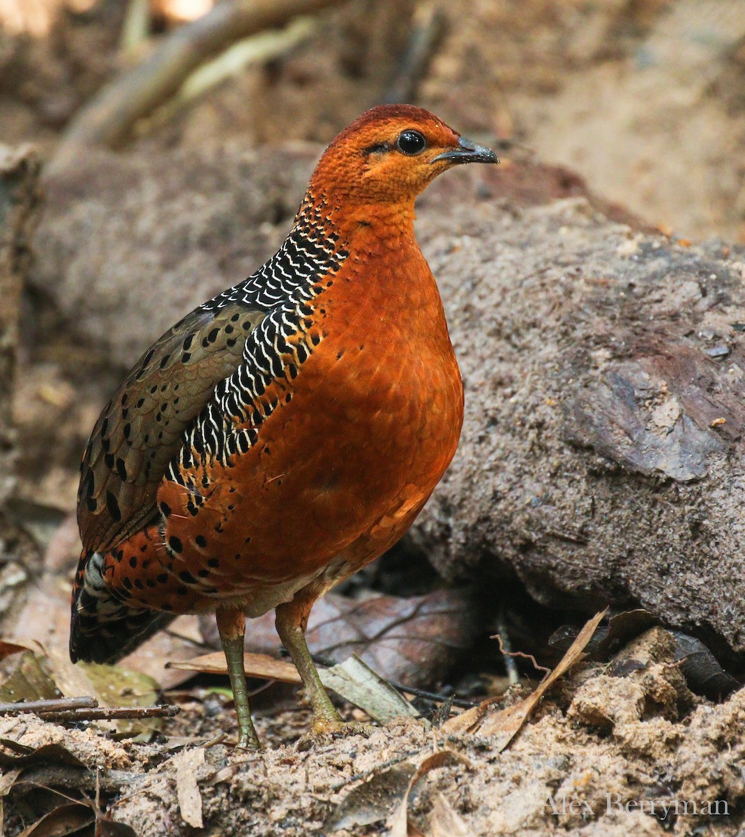 Ferruginous Partridge - ML104897821