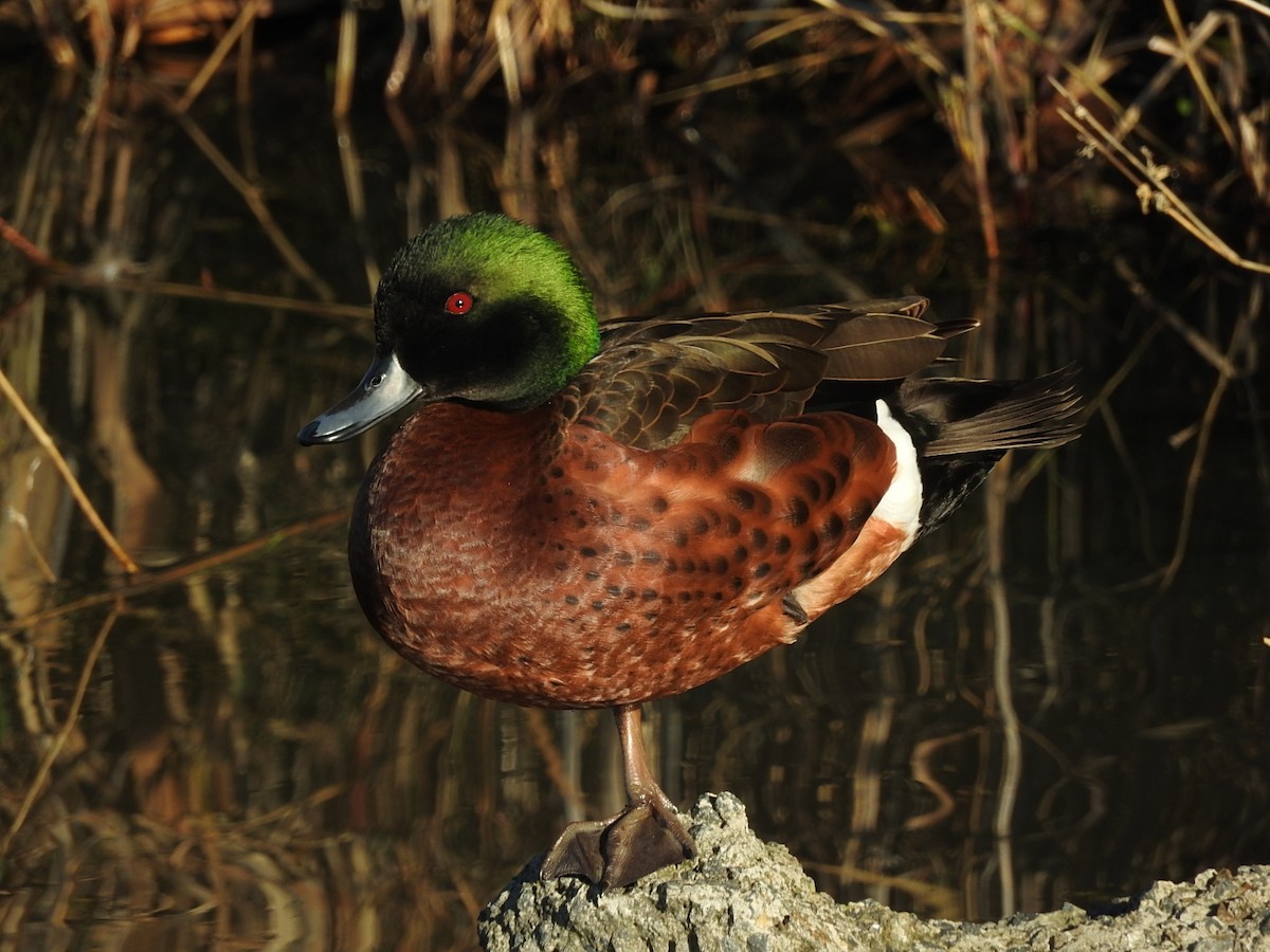 Chestnut Teal - ML104898071