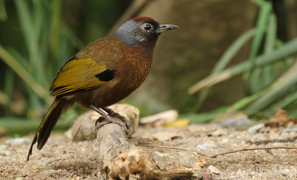 Malayan Laughingthrush - Alex Berryman