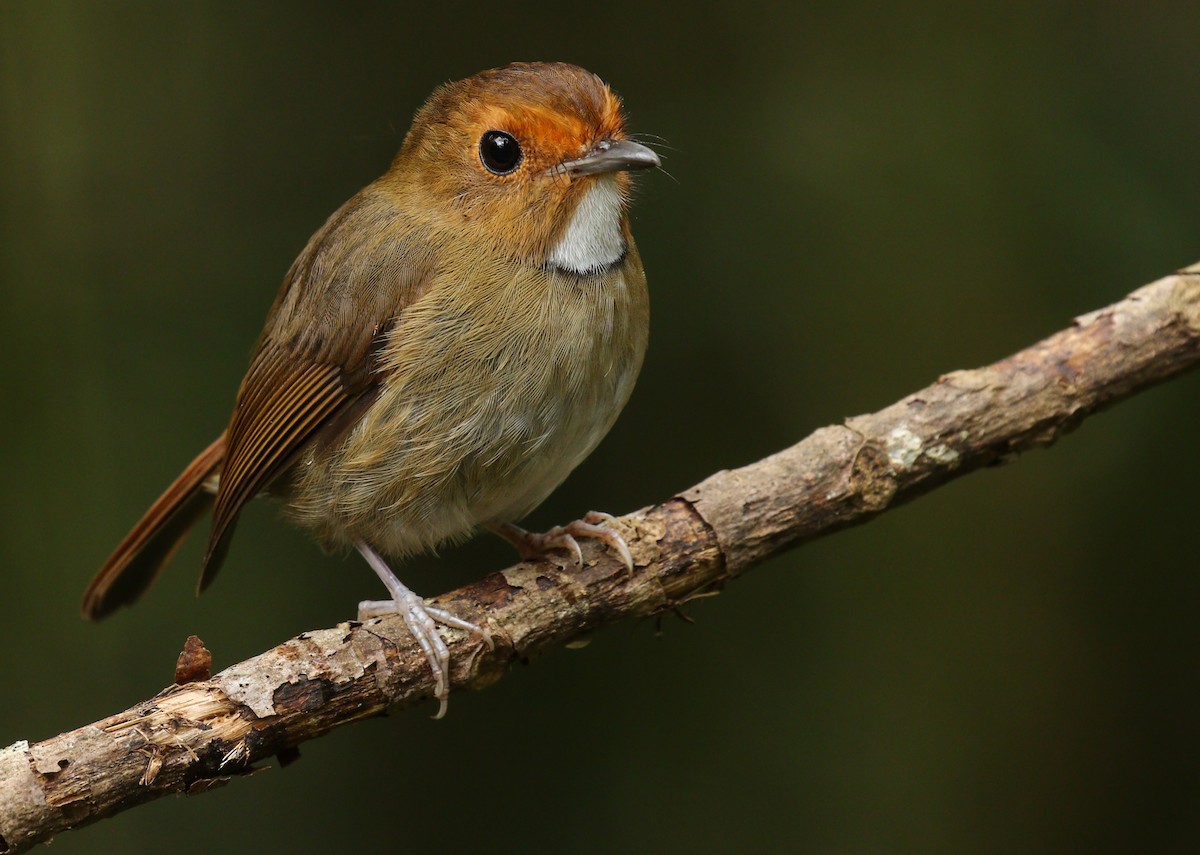 Rufous-browed Flycatcher - ML104898841