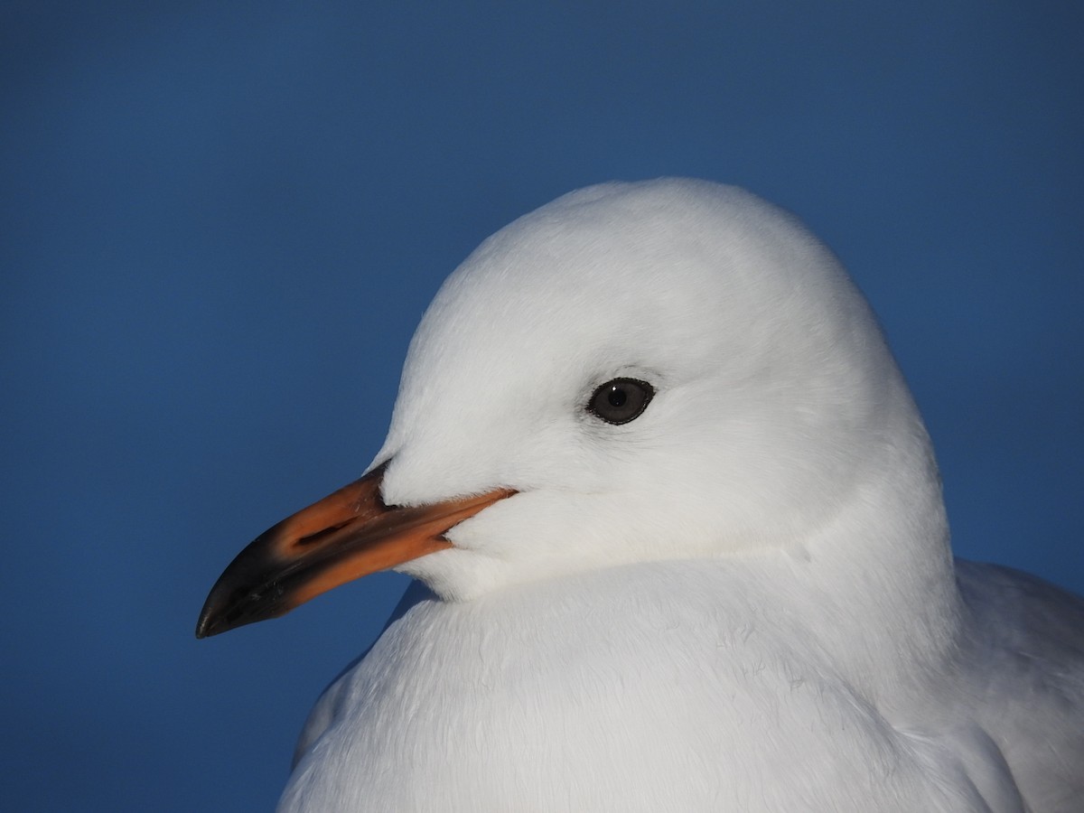 Gaviota Plateada (australiana) - ML104899161