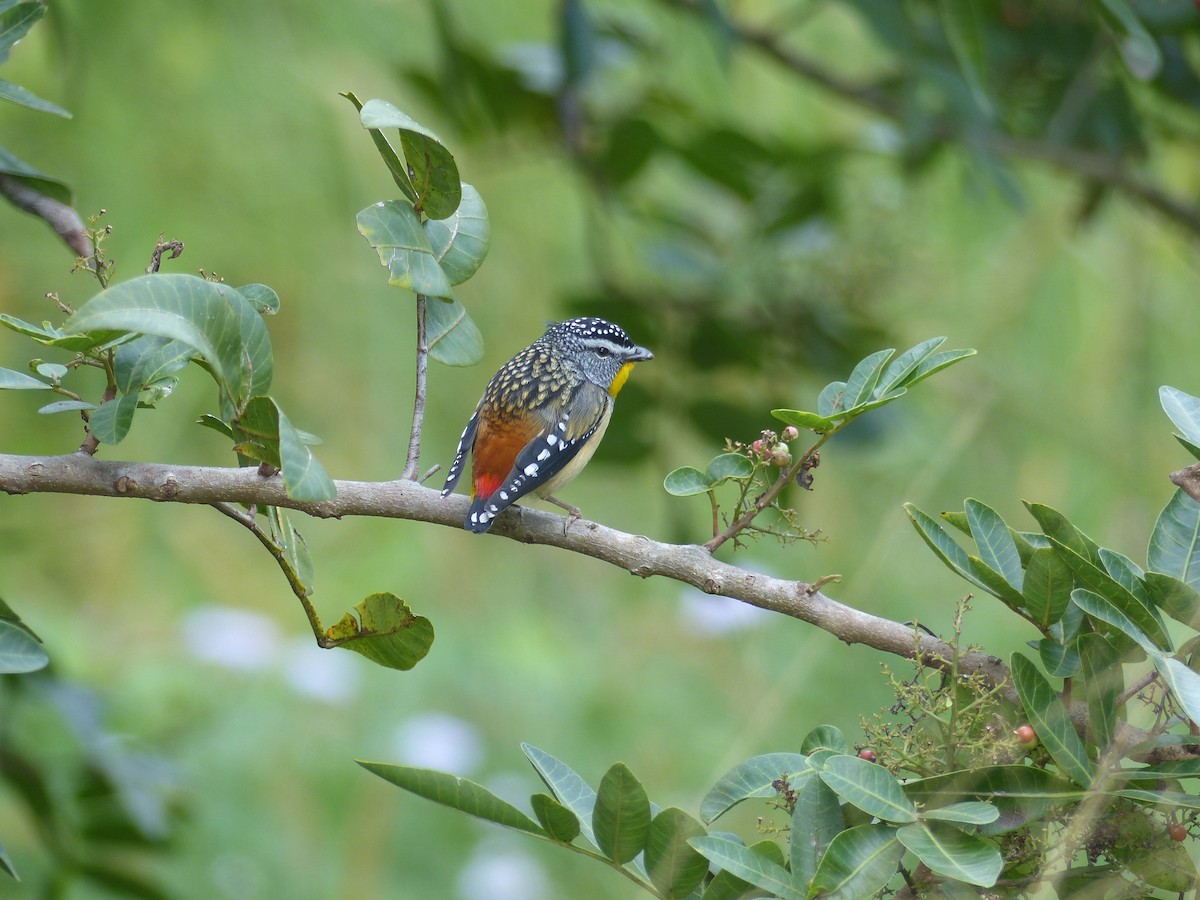Spotted Pardalote - ML104900201