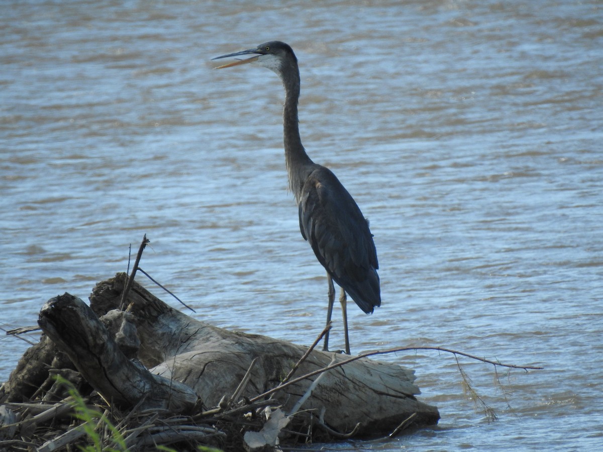 Great Blue Heron - ML104900541
