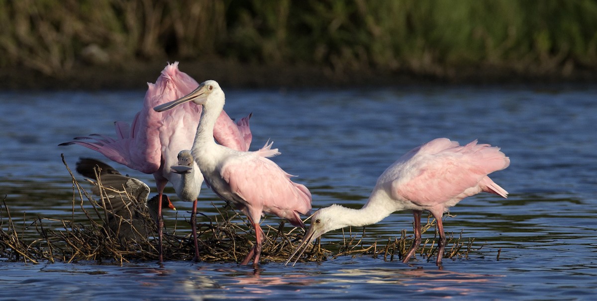 Roseate Spoonbill - Gregory Peterson