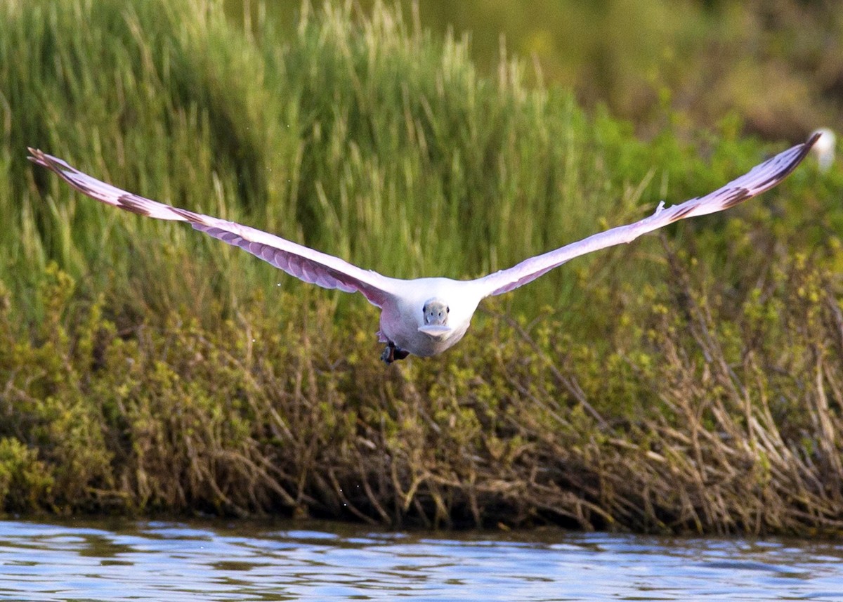 Roseate Spoonbill - Gregory Peterson