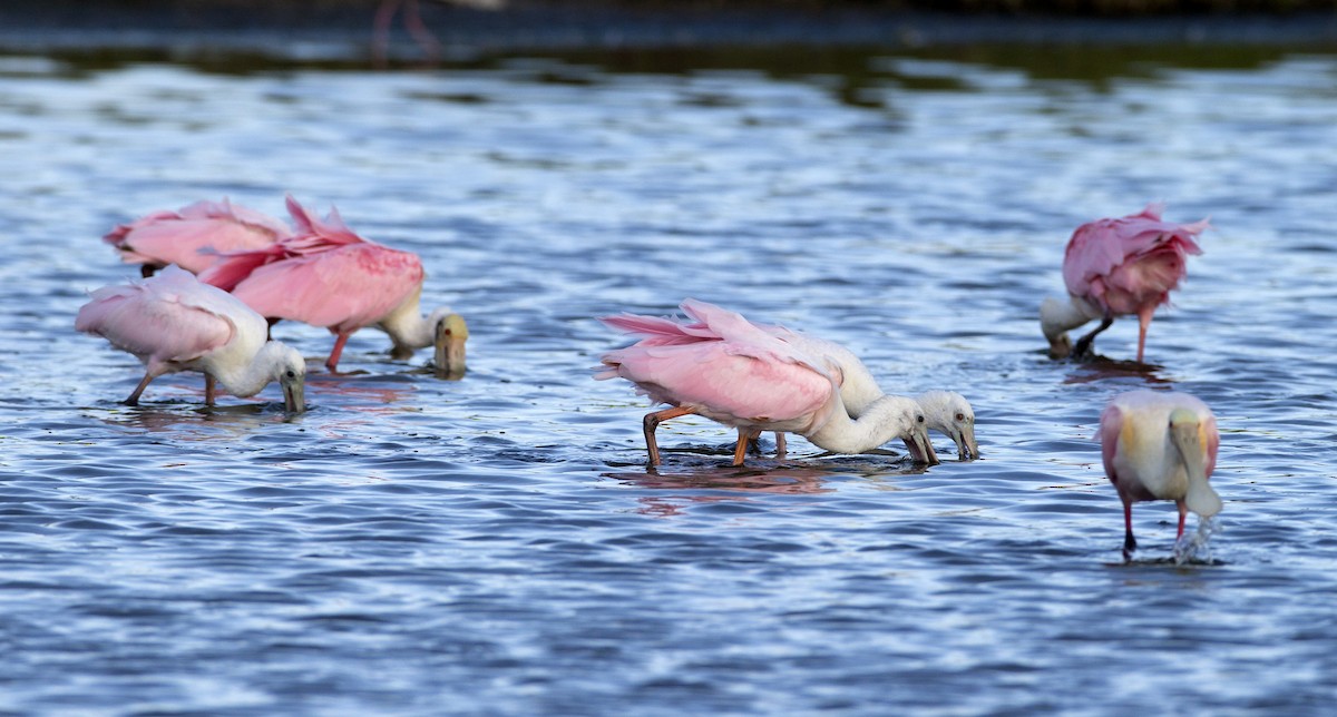 Roseate Spoonbill - ML104902971