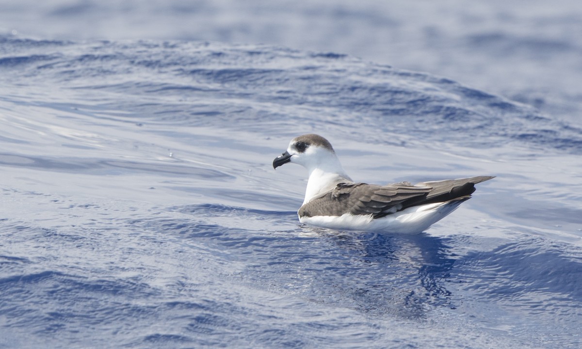 Black-capped Petrel (White-faced) - Steve Kelling