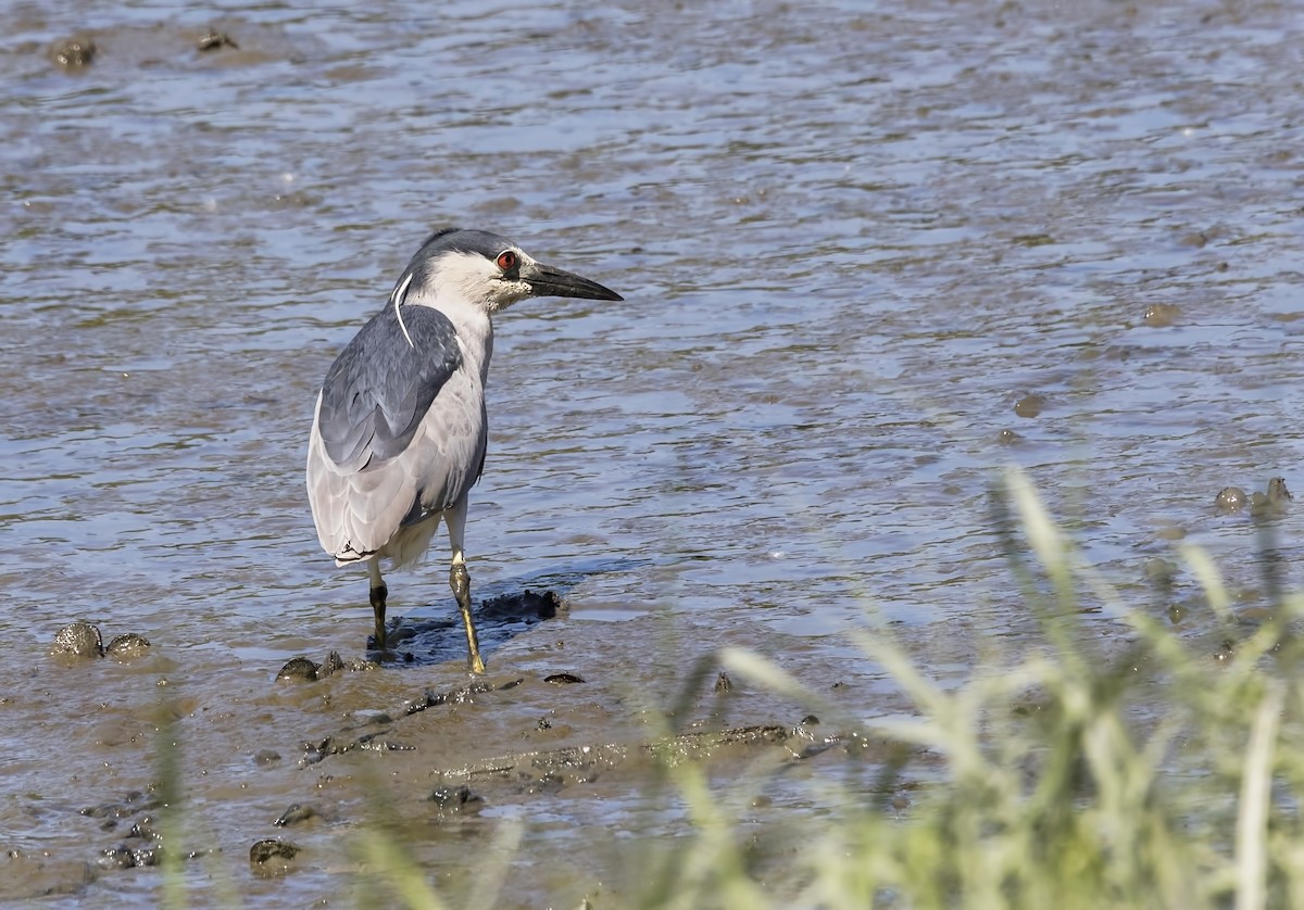 Black-crowned Night Heron - ML104903491