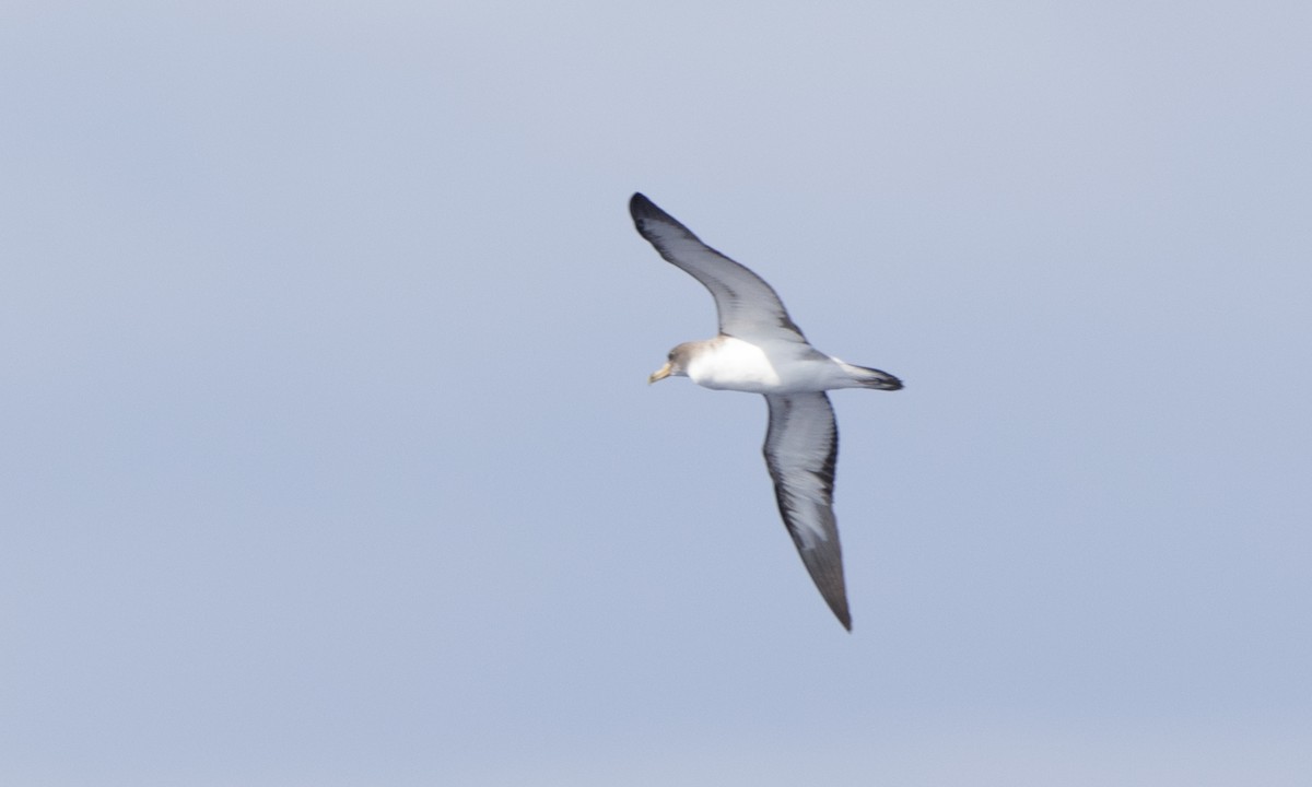 Cory's Shearwater (borealis) - ML104903541