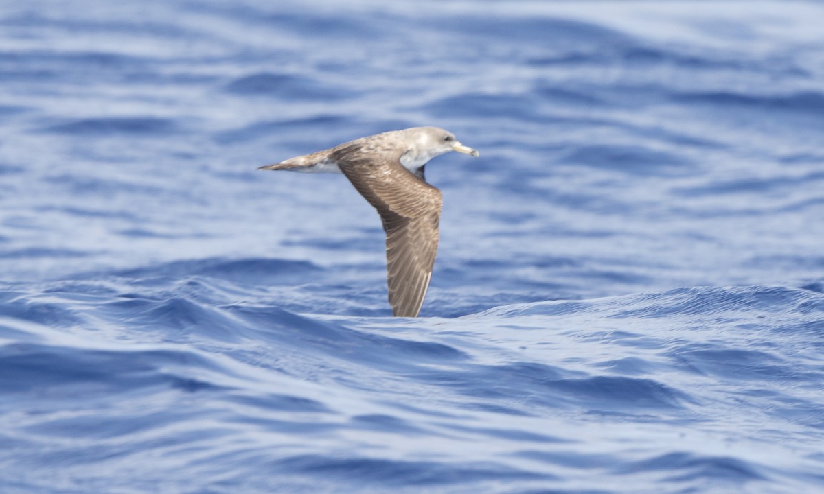 Cory's Shearwater (Scopoli's) - ML104903561