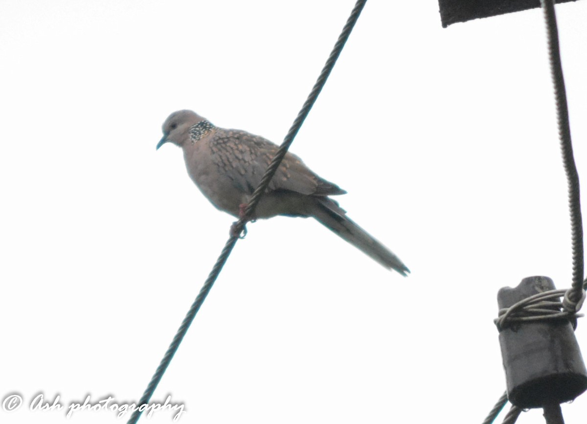 Spotted Dove - ML104905601
