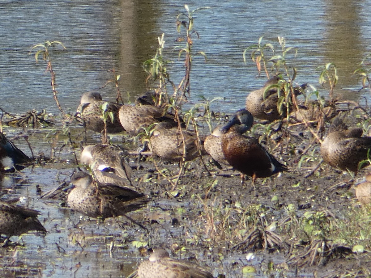 Australasian Shoveler - ML104906141