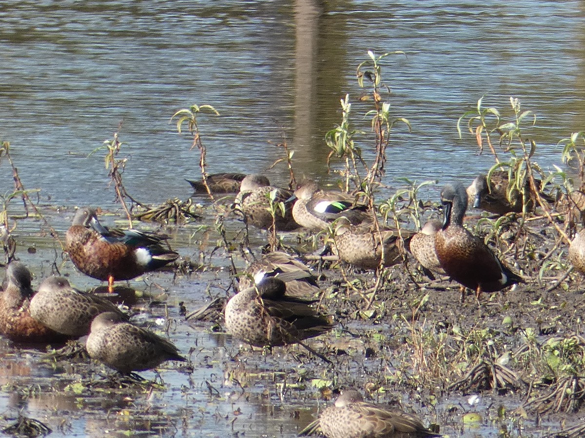 Australasian Shoveler - ML104906151