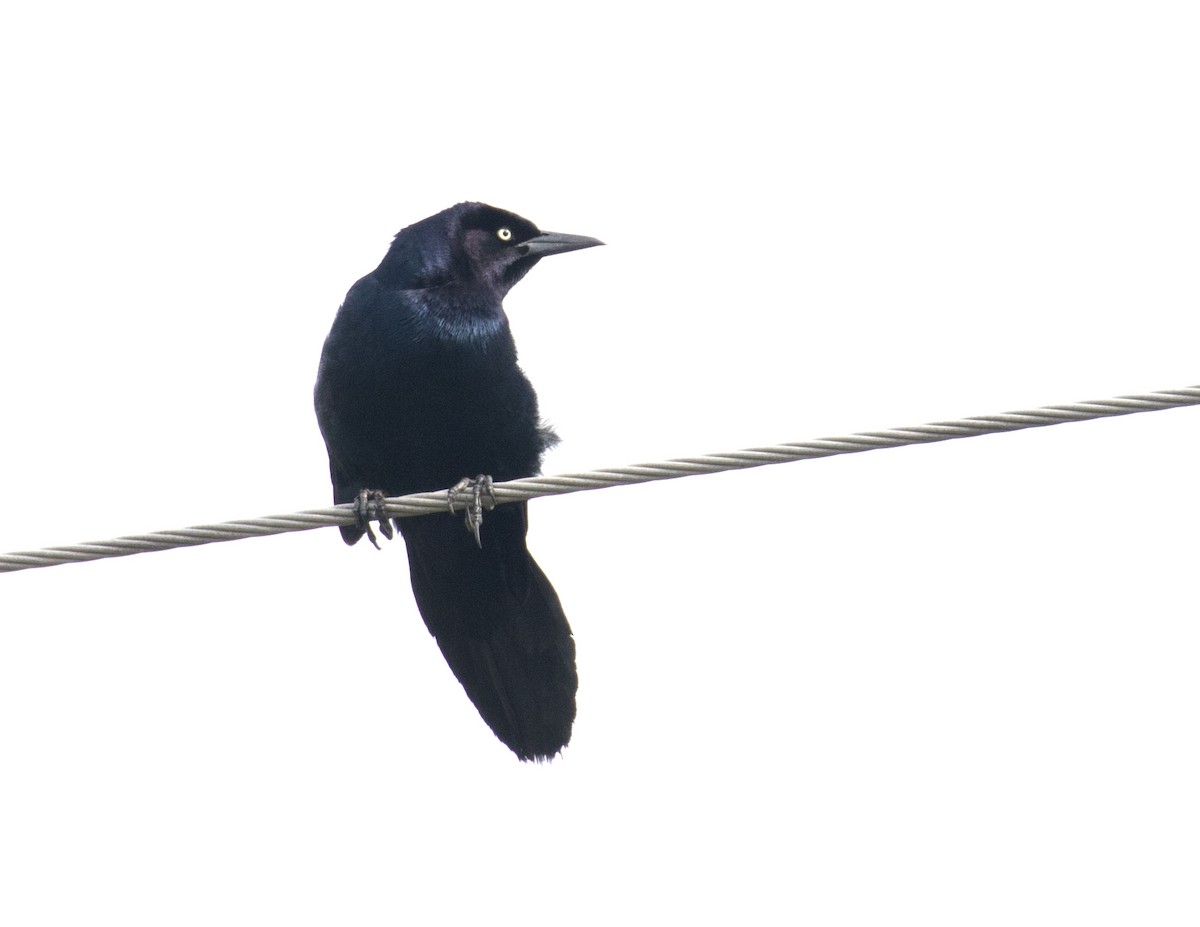 Boat-tailed Grackle - ML104907691