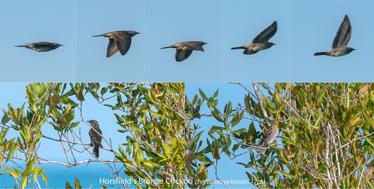 Horsfield's Bronze-Cuckoo - ML104908681