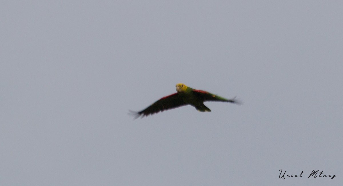 Yellow-headed Parrot (Mainland) - Uriel Mtnez