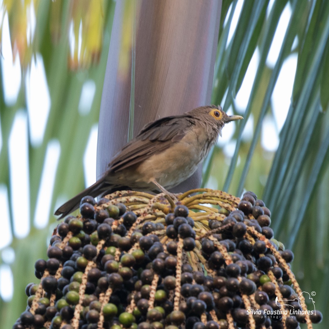 Spectacled Thrush - ML104909361