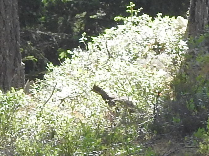 Hazel Grouse - ML104909671