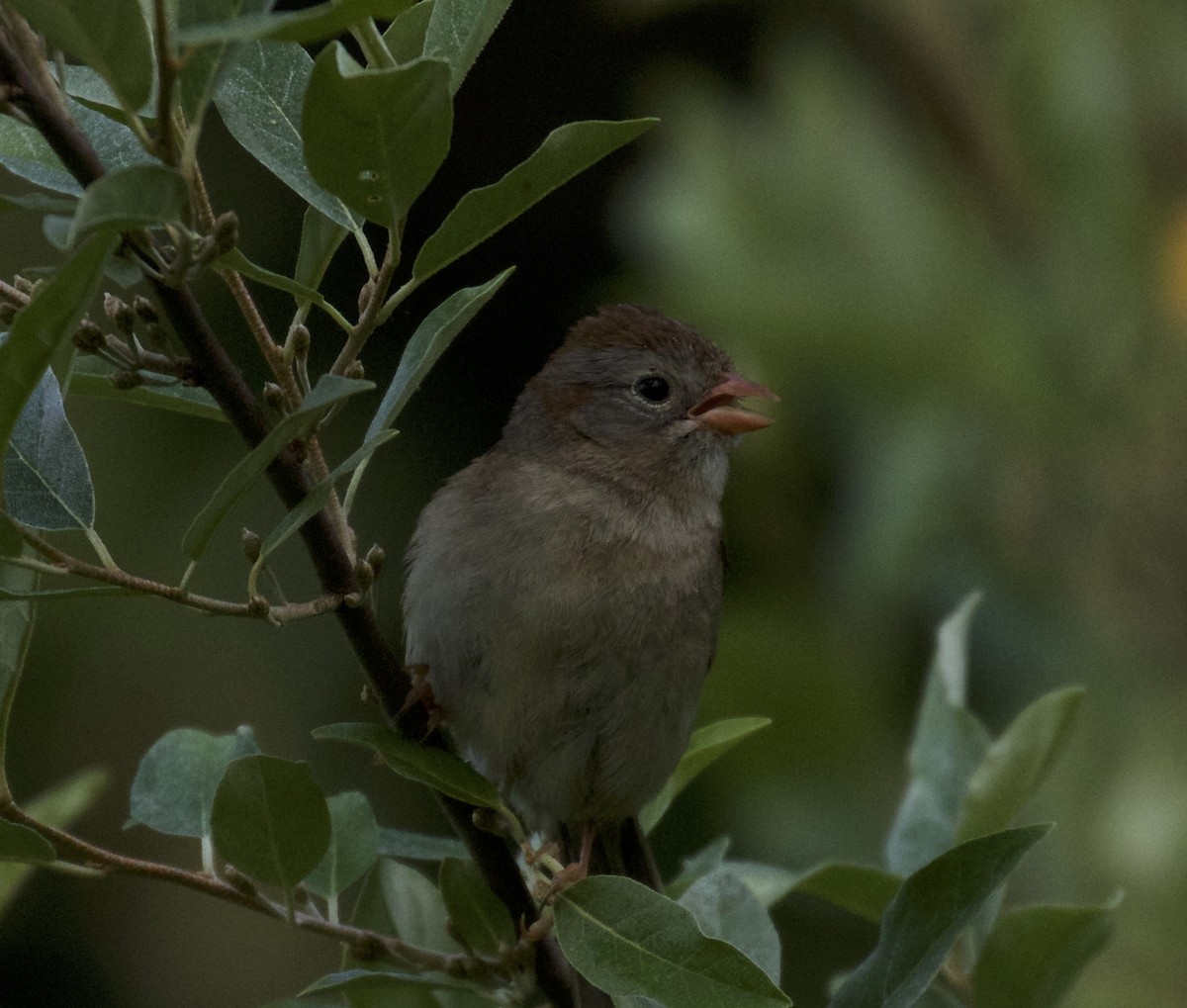 Field Sparrow - ML104910471