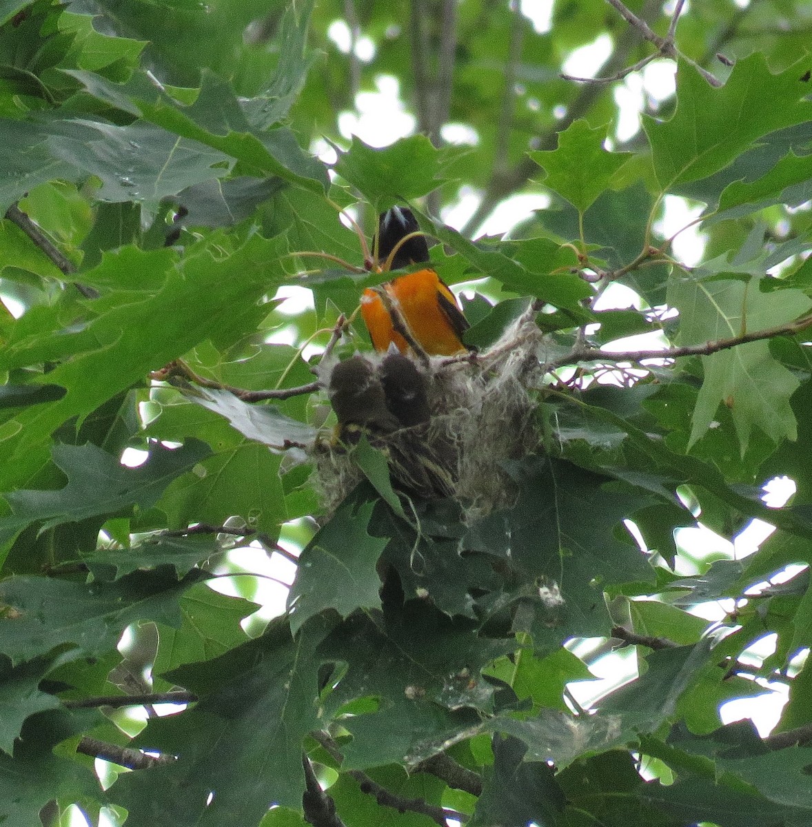 Baltimore Oriole - Gina Nichol