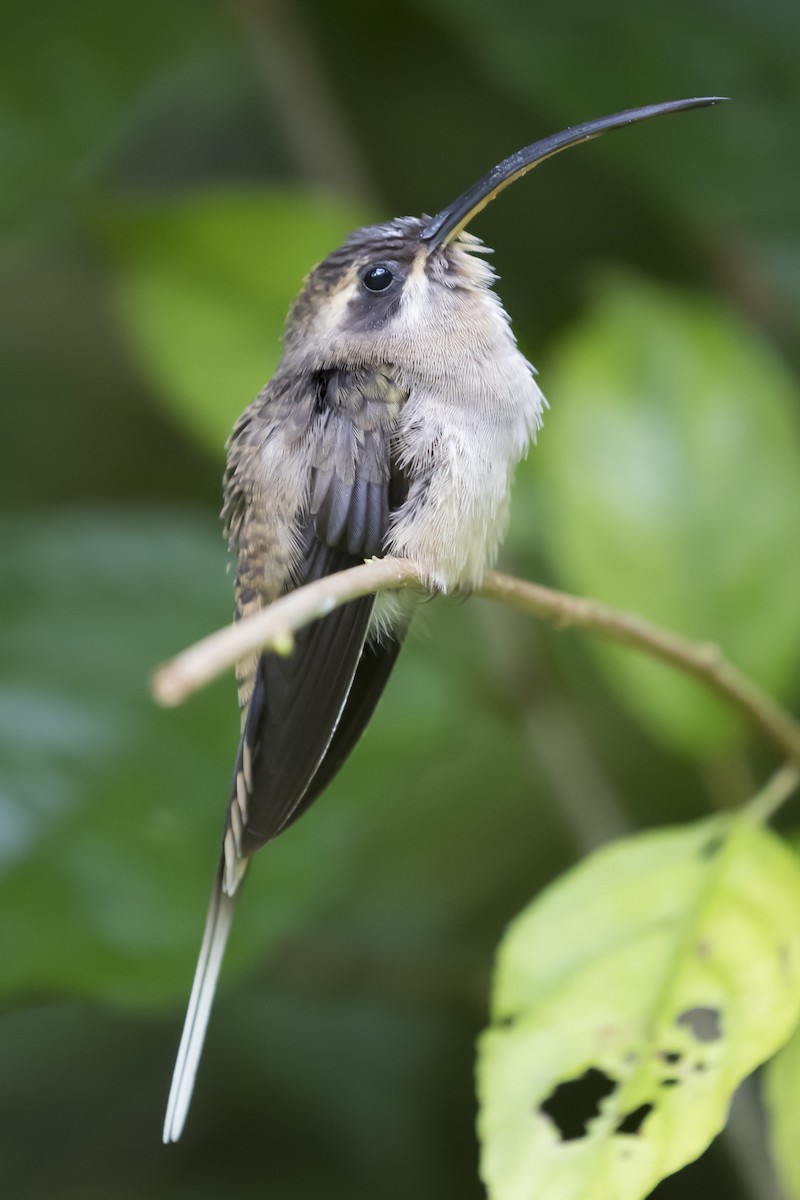 Длинноклювый колибри-отшельник - ML104911721