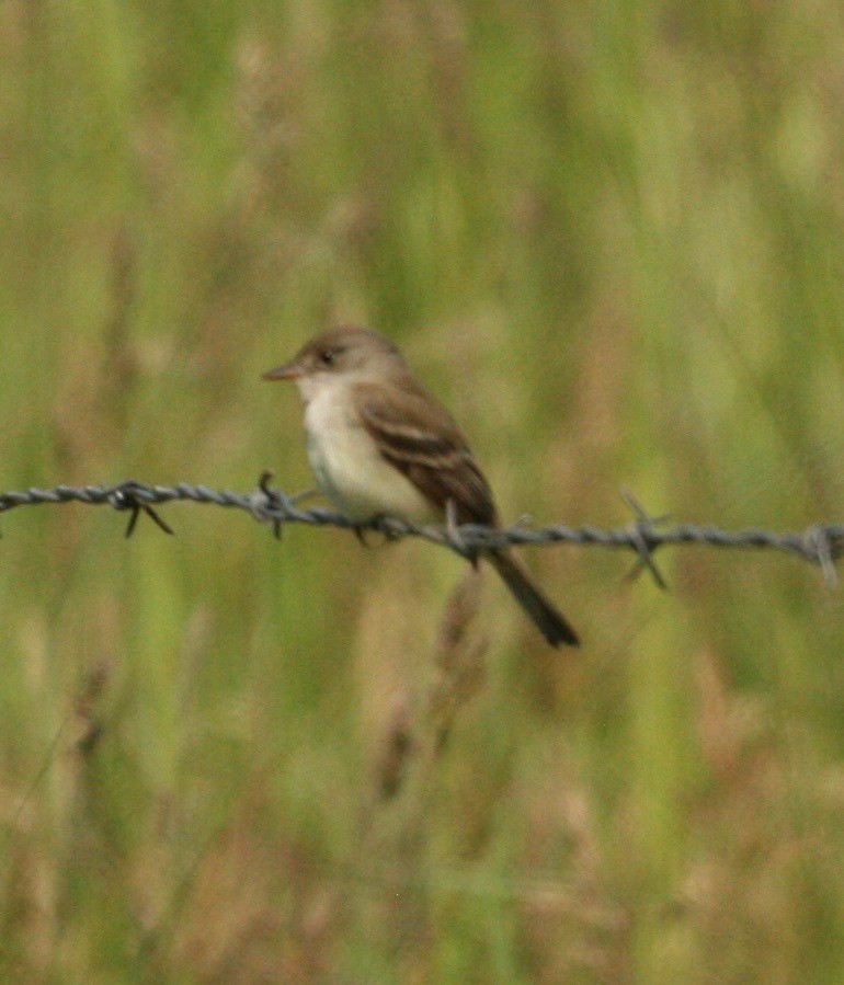 Willow Flycatcher - Rob Lyske