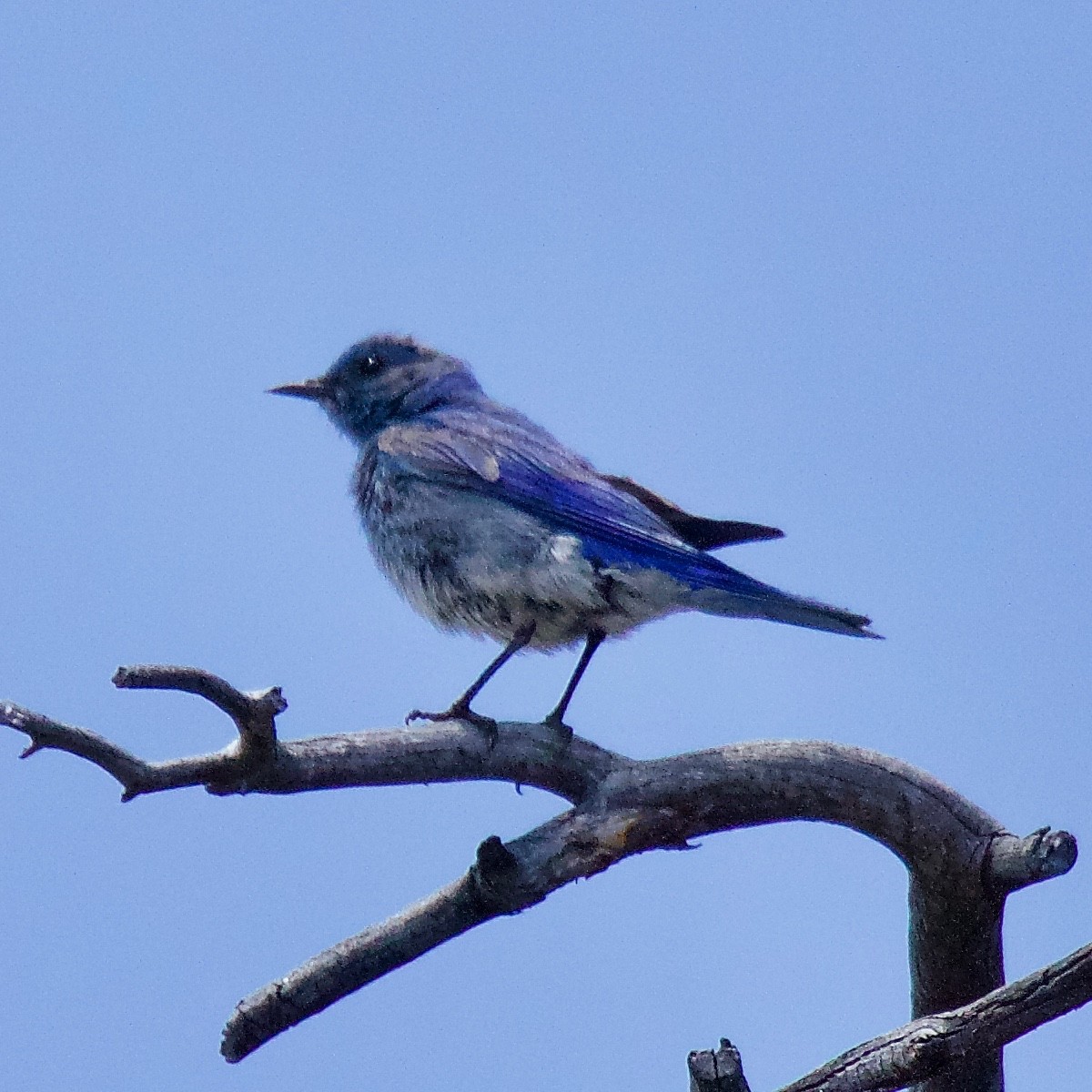 Mountain Bluebird - Charlotte Allen