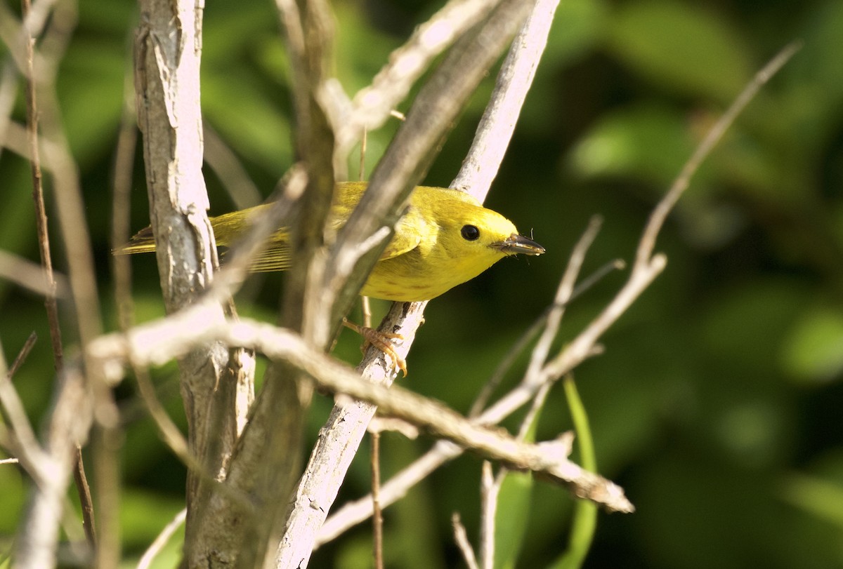 Yellow Warbler - ML104913391