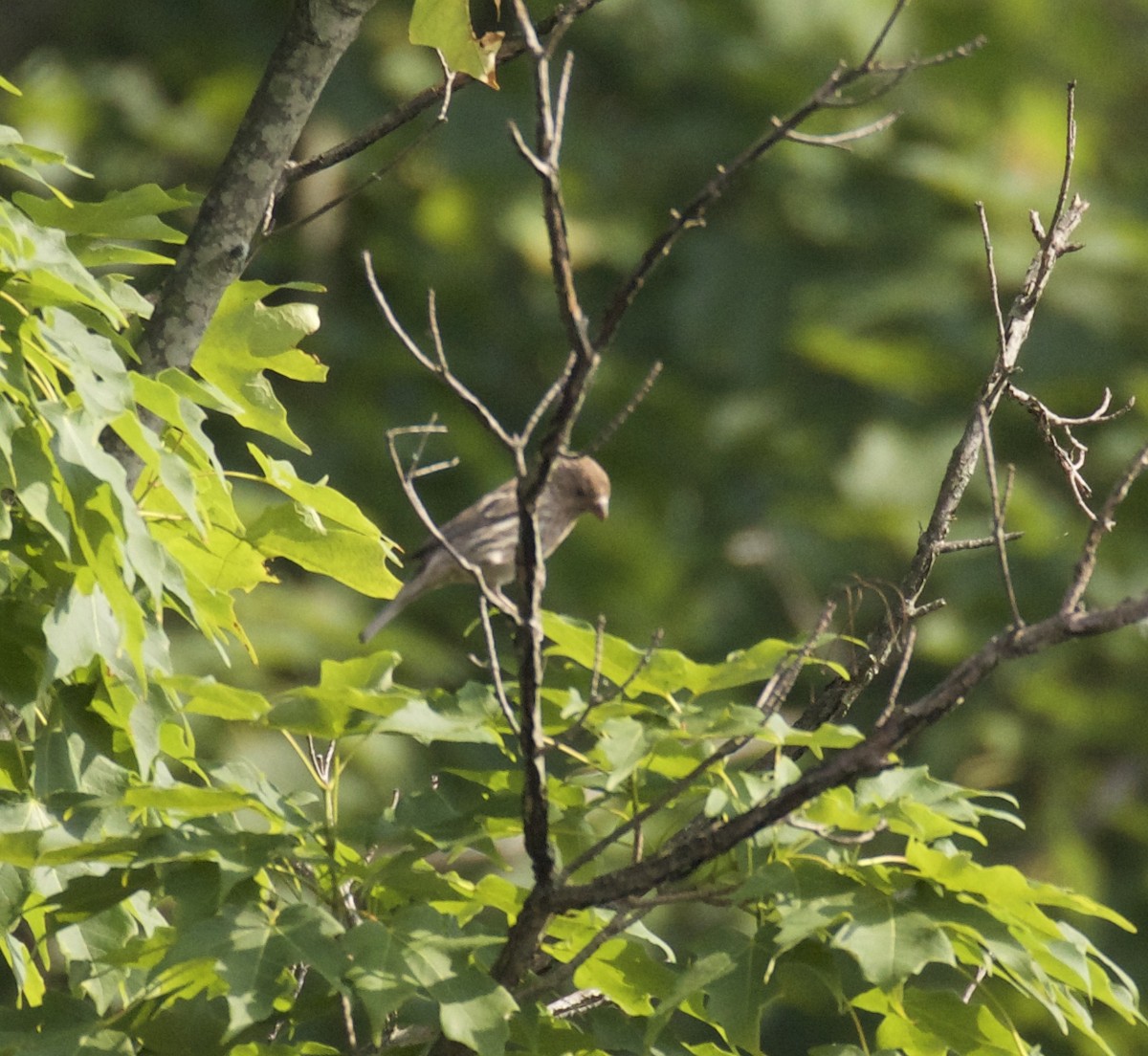 House Finch - ML104913511