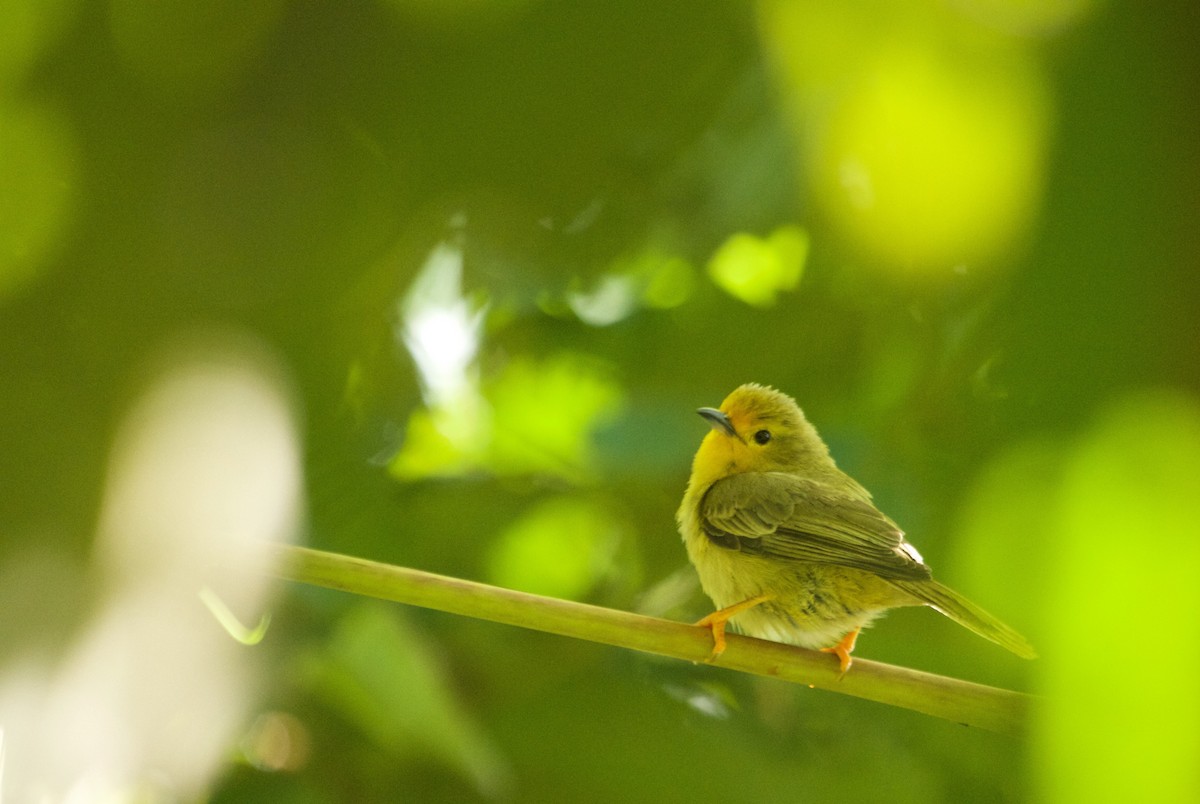 Orange-fronted Plushcrown - Will Sweet