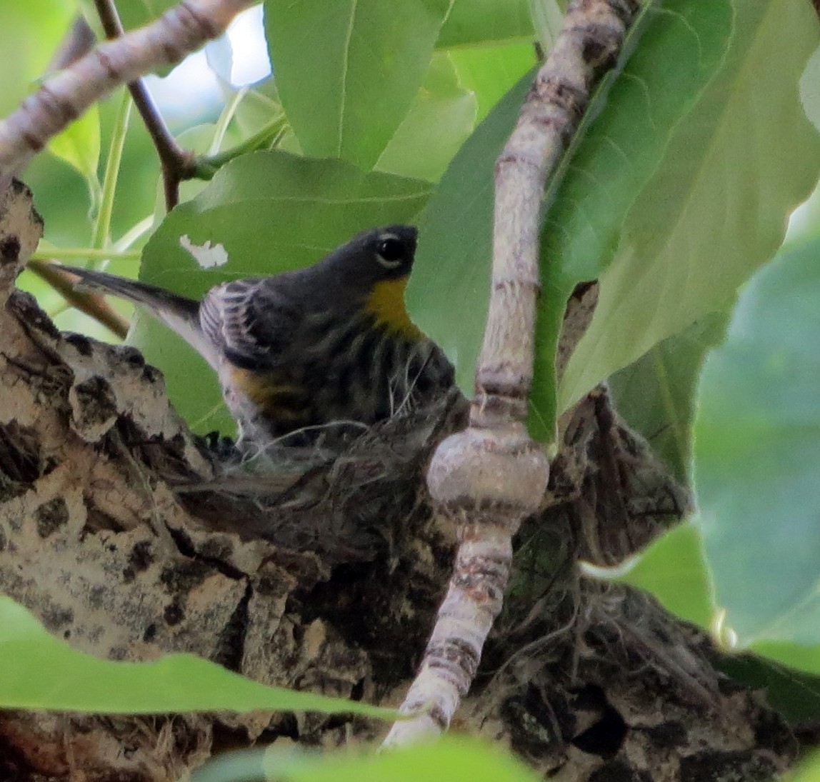 Yellow-rumped Warbler (Audubon's) - ML104915091