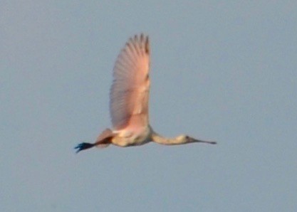 Roseate Spoonbill - ML104916291