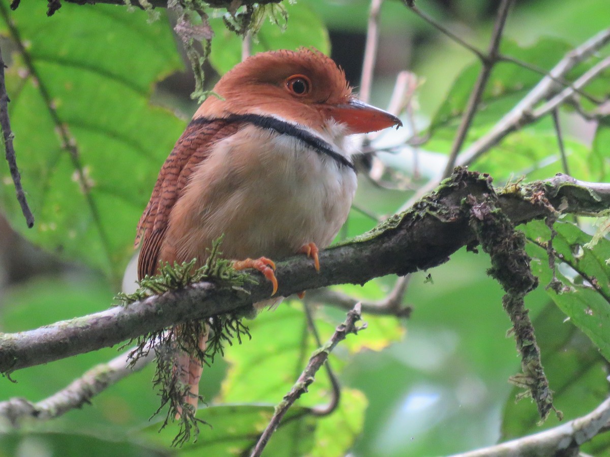 Collared Puffbird - ML104916371