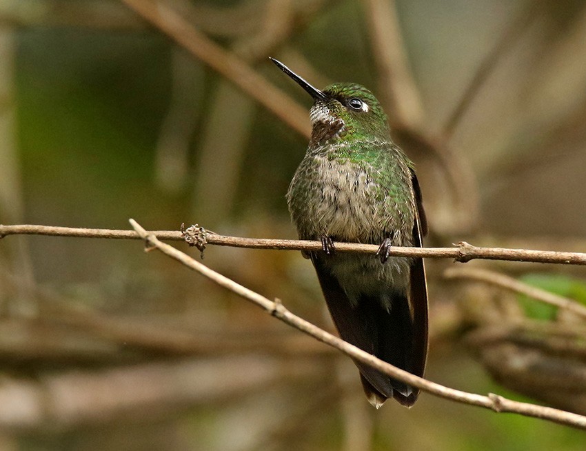 Colibrí Lucero - ML104918651