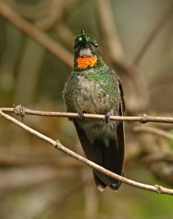 Colibrí Lucero - ML104918661