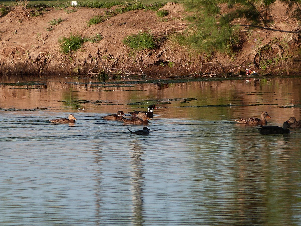 Wood Duck - ML104919171