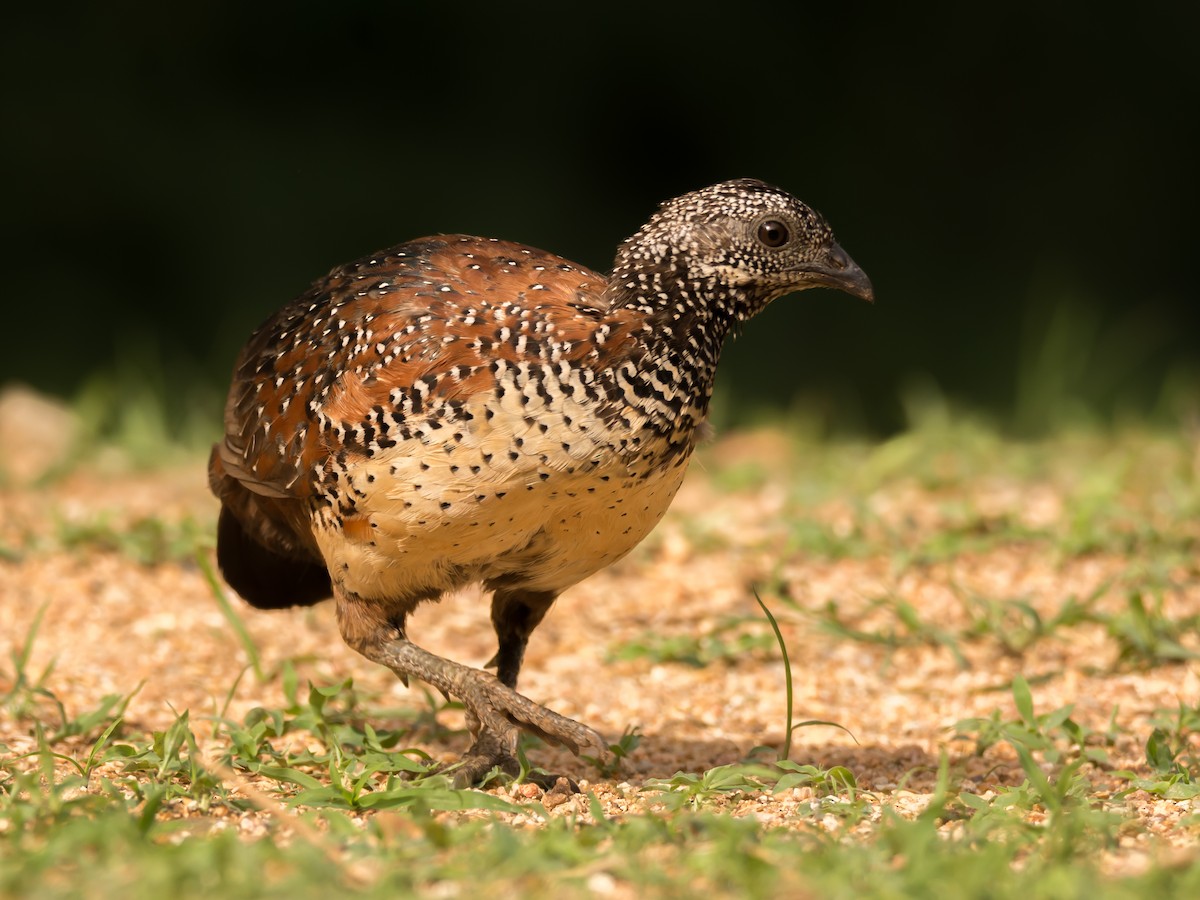 Painted Spurfowl - ML104919191