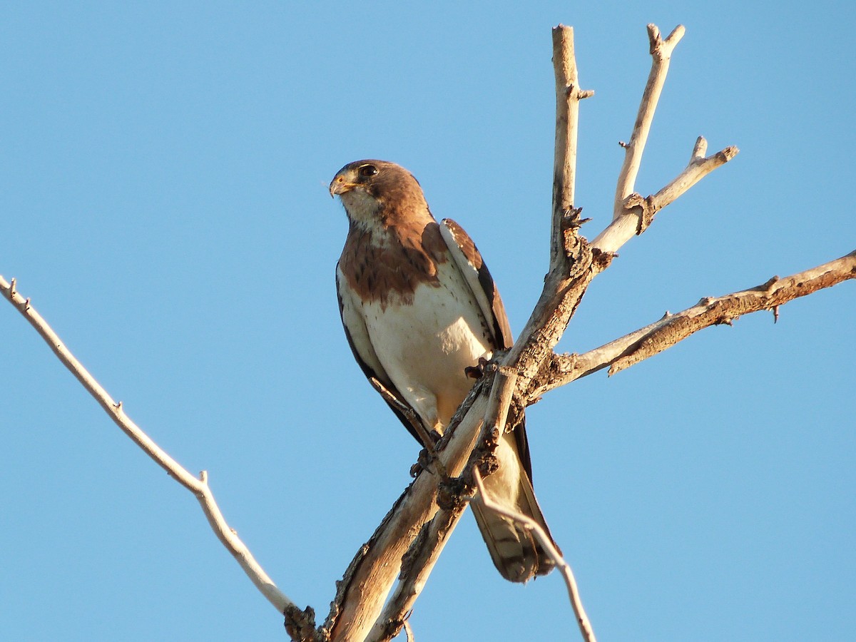 Swainson's Hawk - ML104919361