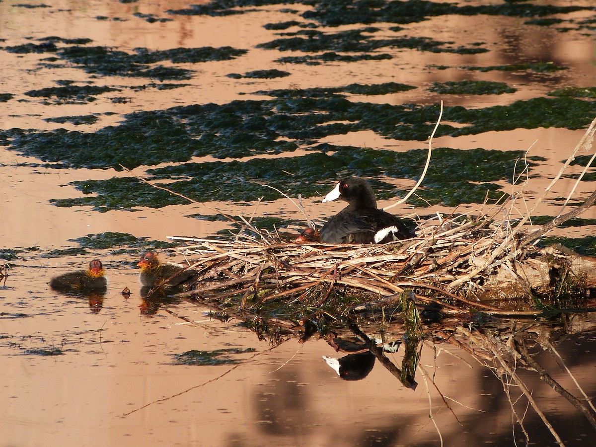 American Coot - John  Kiseda