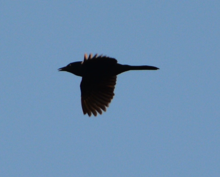 Common Grackle - ML104920331