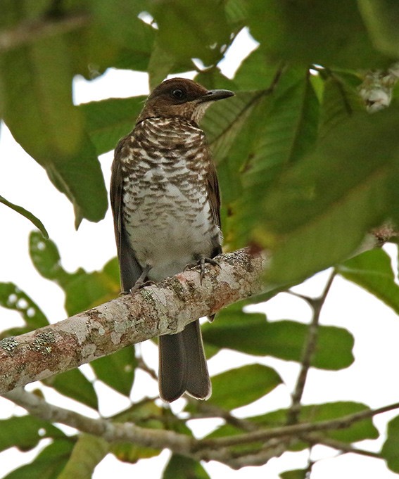 Marañon Thrush - ML104921131