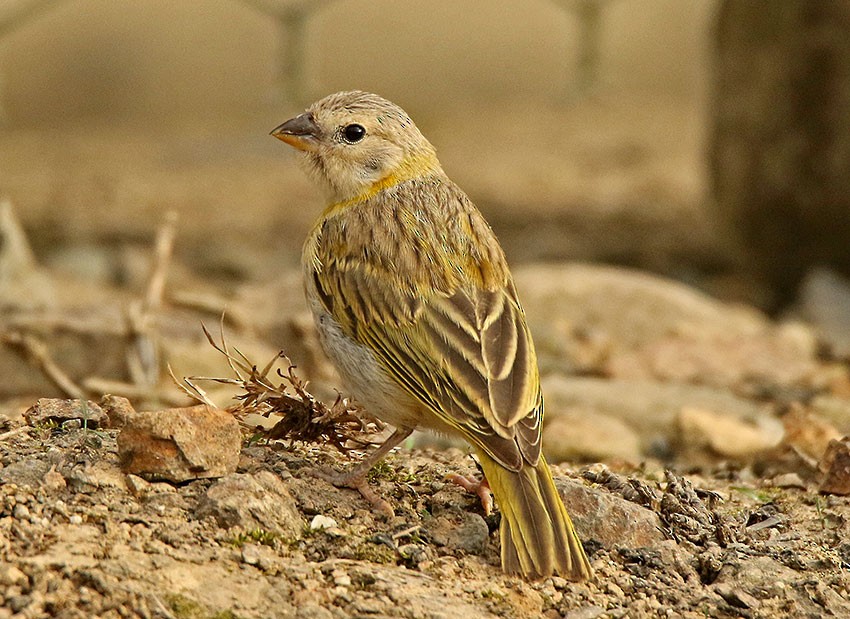 Saffron Finch - ML104921341