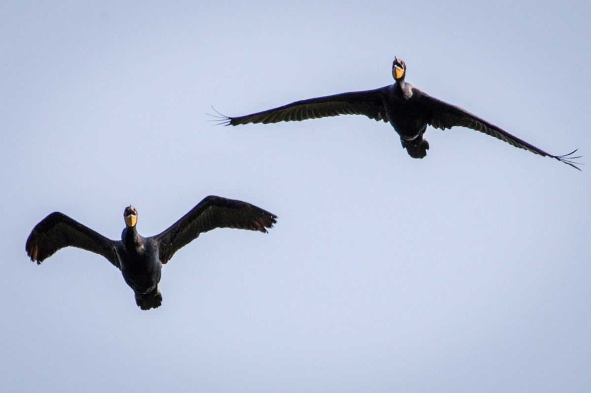 Double-crested Cormorant - Michael Warner