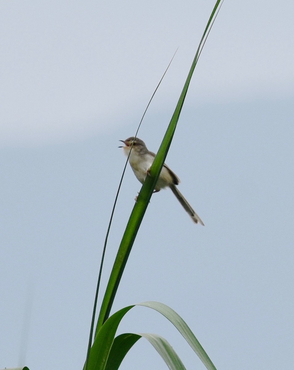 Plain Prinia - Giovanni   Pari