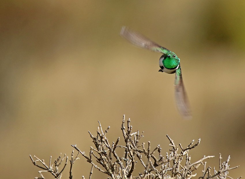 Colibrí de Cabeza Verde - ML104923351